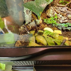 MOS Boston - Insect Zoo, Florida ivory millipedes