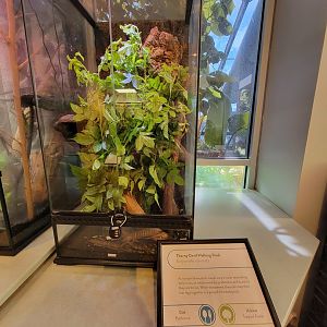 MOS Boston - Insect Zoo, thorny devil walking stick