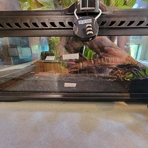 MOS Boston - Insect Zoo, thorny devil walking stick