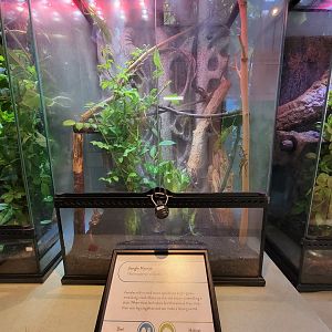 MOS Boston - Insect Zoo, jungle nymph