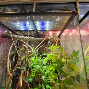 MOS Boston - Insect Zoo, giant stick insect