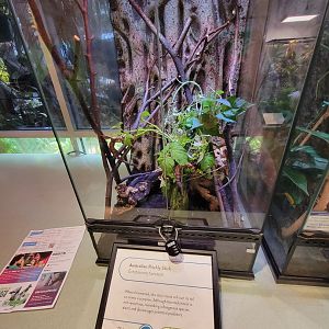 MOS Boston - Insect Zoo, Australian prickly stick