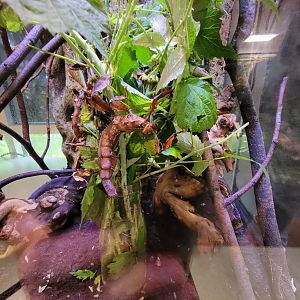 MOS Boston - Insect Zoo, Australian prickly stick