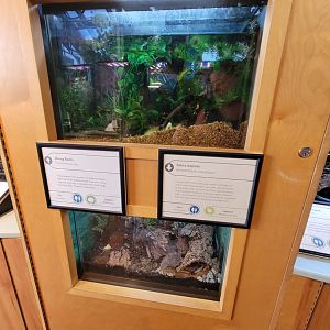 MOS Boston - Insect Zoo, diving beetle, zebra isopod