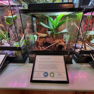 MOS Boston - Insect Zoo, Asian forest scorpion