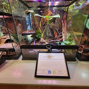 MOS Boston - Insect Zoo, flamboyant flower beetle