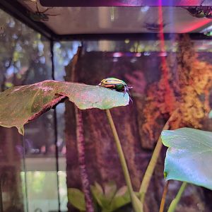 MOS Boston - Insect Zoo, flamboyant flower beetle