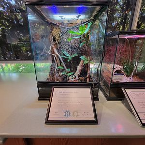 MOS Boston - Insect Zoo, jade-headed buffalo beetle