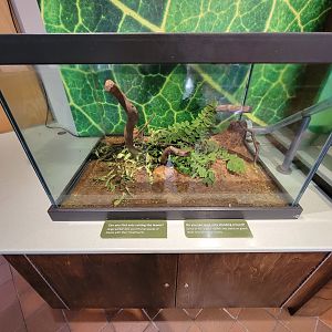 MOS Boston - Insect Zoo, leafcutter ants