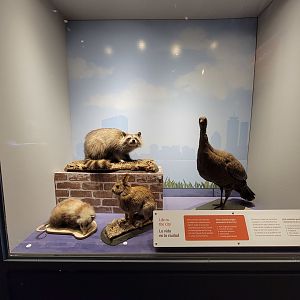 MOS Boston - NE Climate Stories, life in the city