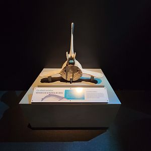 MOS Boston - NE Climate Stories, fin whale vertebrae