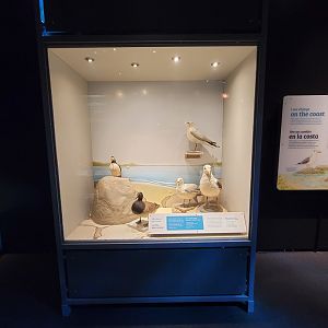 MOS Boston - NE Climate Stories, life above the ocean