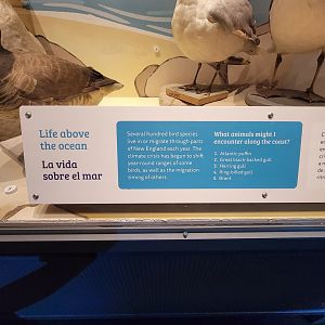 MOS Boston - NE Climate Stories, life above the ocean stories