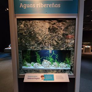 MOS Boston - NE Climate Stories, Coastal Waters, eastern oyster