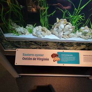 MOS Boston - NE Climate Stories, eastern oyster