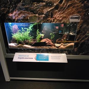 MOS Boston - NE Climate Stories, American eel