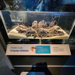 MOS Boston - NE Climate Stories, fiddler crab