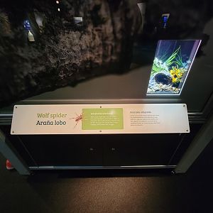 MOS Boston - NE Climate Stories, wolf spider