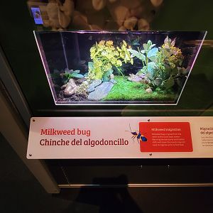 MOS Boston - NE Climate Stories, milkweed bug