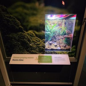 MOS Boston - NE Climate Stories, Chinese praying mantis