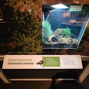 MOS Boston - NE Climate Stories, spotted salamander