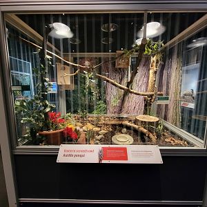 MOS Boston - NE Climate Stories, Eastern screech owl