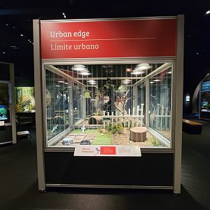 MOS Boston - NE Climate Stories, blue jay