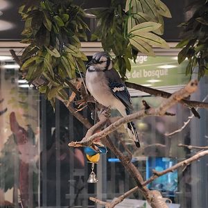 MOS Boston - NE Climate Stories, blue jay