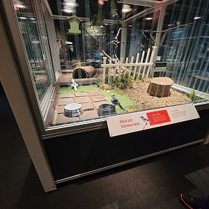 MOS Boston - NE Climate Stories, blue jay