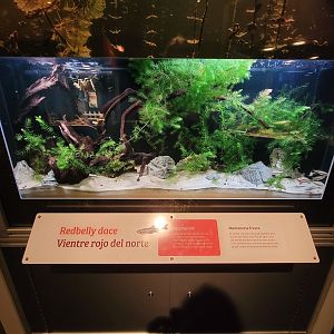 MOS Boston - NE Climate Stories, redbelly dace