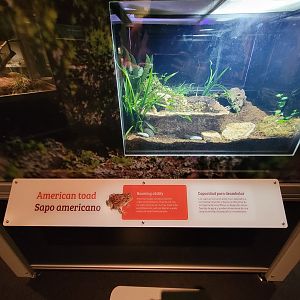 MOS Boston - NE Climate Stories, American toad