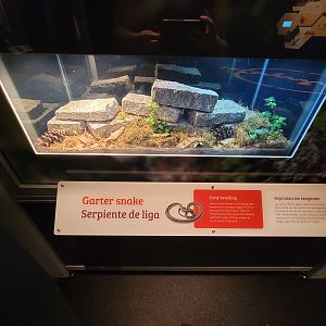 MOS Boston - NE Climate Stories, garter snake