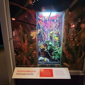 MOS Boston - NE Climate Stories, northern walking stick