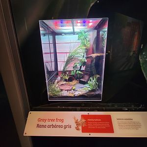 MOS Boston - NE Climate Stories, gray treefrog