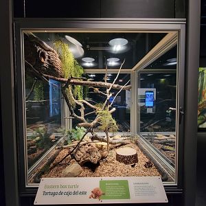 MOS Boston - NE Climate Stories, eastern box turtle