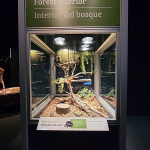 MOS Boston - NE Climate Stories, black rat snake