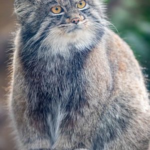 Pallas's cat (Otocolobus manul)