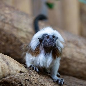 Cotton-top tamarin (Saguinus oedipus)