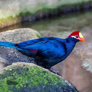Violet turaco (Musophaga violacea)