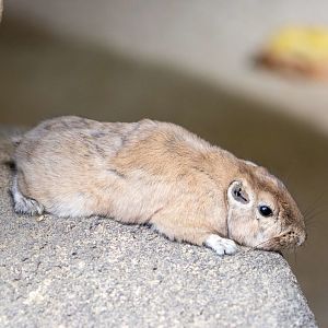 The common gundi (Ctenodactylus gundi)