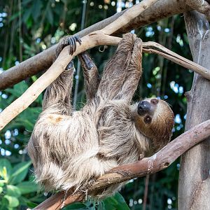 Linnaeus's two-toed sloth (Choloepus didactylus)