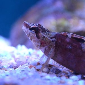 Arctic shanny (Stichaeus punctatus)