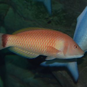 Scarlet wrasse (Pseudolabrus miles)