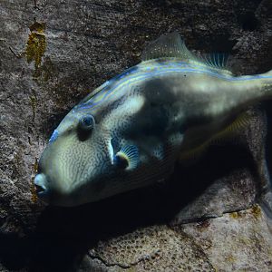 Six-spined leatherjacket (Meuschenia freycineti)