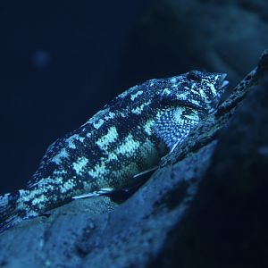 Eastern kelpfish (Chironemus marmoratus)