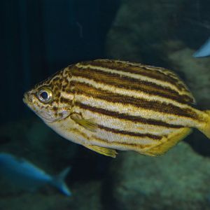 Eastern footballer (Atypichthys latus)