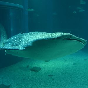 Whale shark (Rhincodon typus)