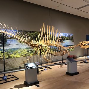 Saharan Sea Monsters