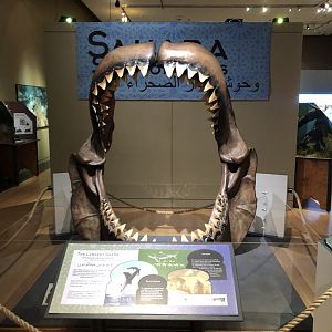 Saharan Sea Monsters