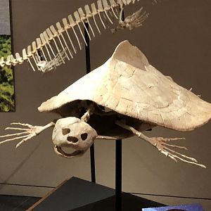 Saharan Sea Monsters